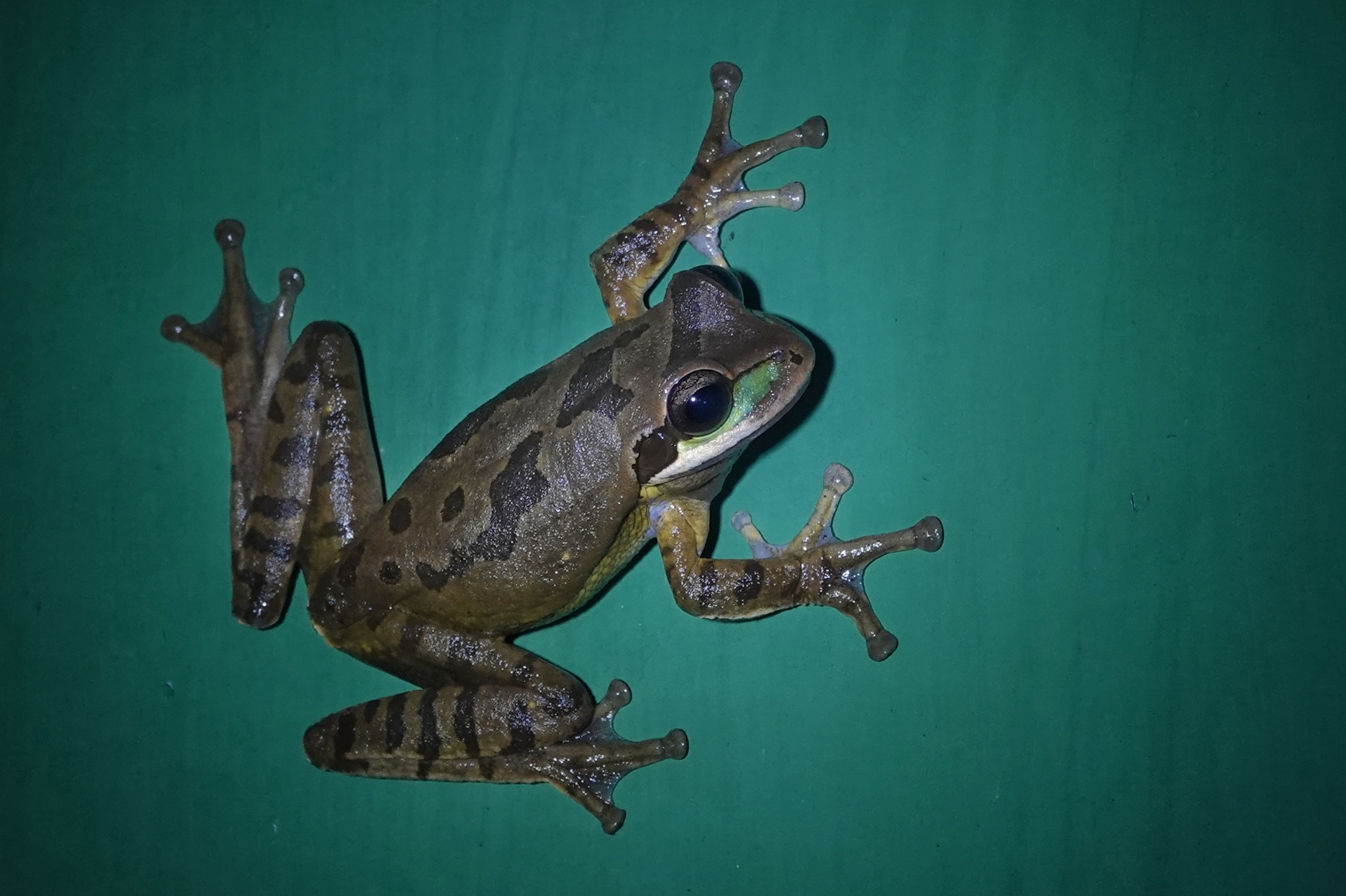 Grenouille photographiée de nuit